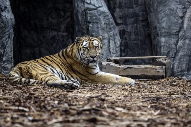 Türkiye'nin ilk aslan parkı ziyaretçilerini bekliyor